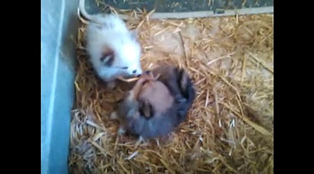 Chiots spitzs nés le 17 Aout