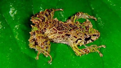 10 Recently Discovered Animals With Amazing Features