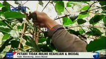 Aroma Kopi Indonesia Tak Seharum Nasib Petaninya