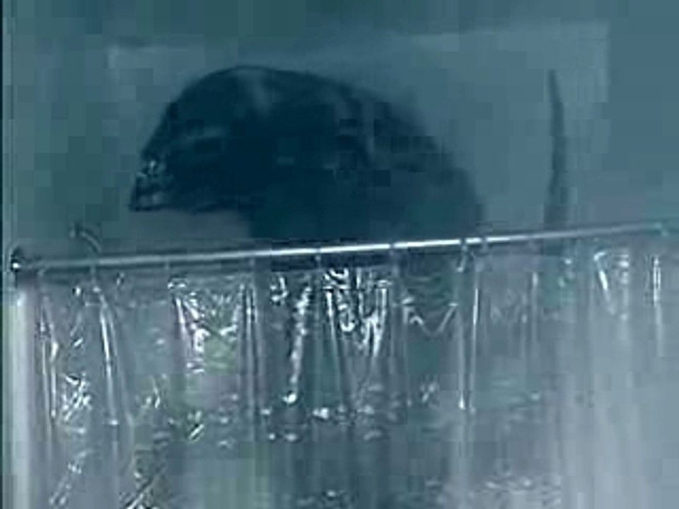 avp shower