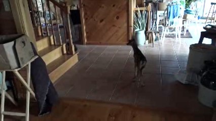 Bear Cub Has Best Reaction to Seeing New Furry Pal
