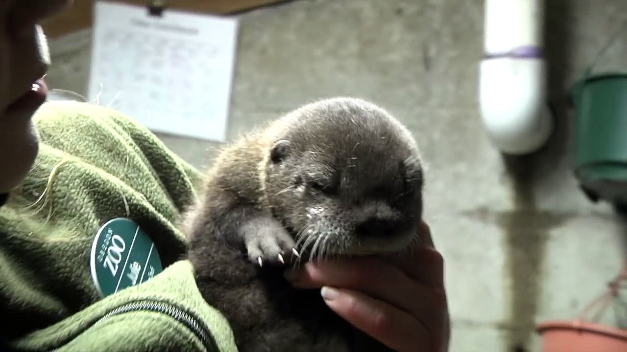 VIDEO. Des images rares de la naissance d'un bébé loutre - Metrotime