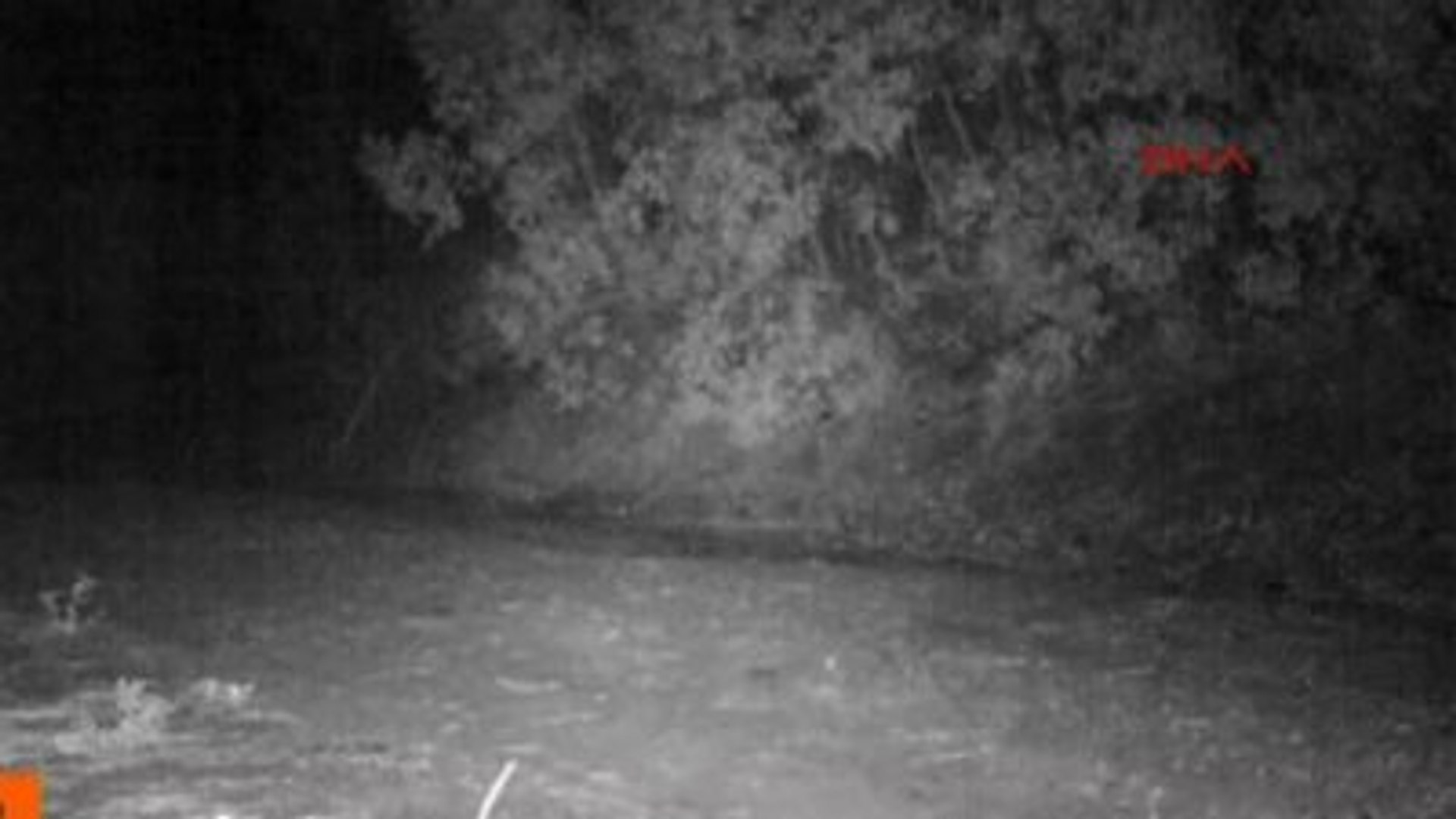 Burdur Yaban Hayatı Fotokapanla Görüntüleniyor