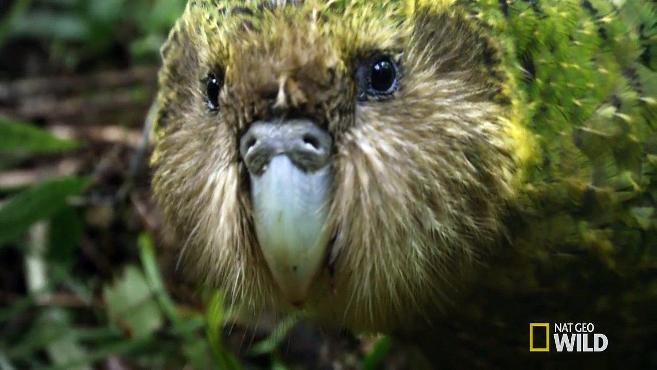 Official Trailer - Wild New Zealand_2