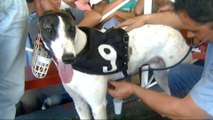 Argentina close to banning greyhound racing