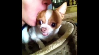 Funny Dogs Video Compilation 2015