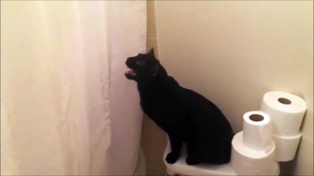 Mais pourquoi elle miaule dans la douche??? Chat adorable