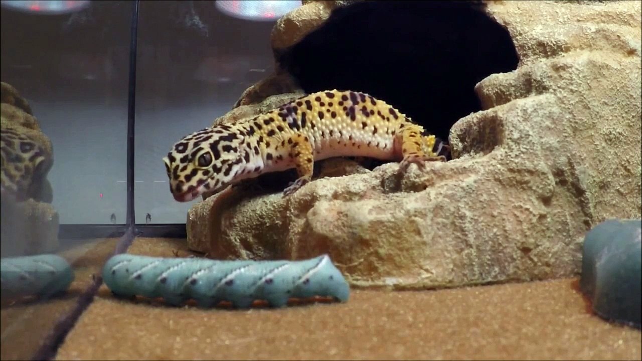 Lézard Gecko VS Chenille géante!