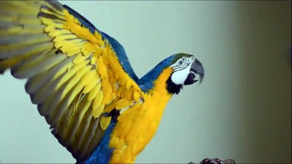 Ce perroquet connait les couleurs! Incroyable