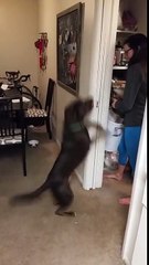 Un chien affamé mais bien dressé