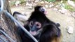 Des singes trop curieux découvrent une GoPro