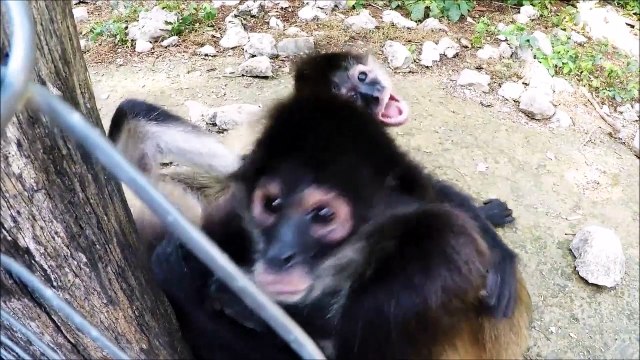 Des singes trop curieux découvrent une GoPro