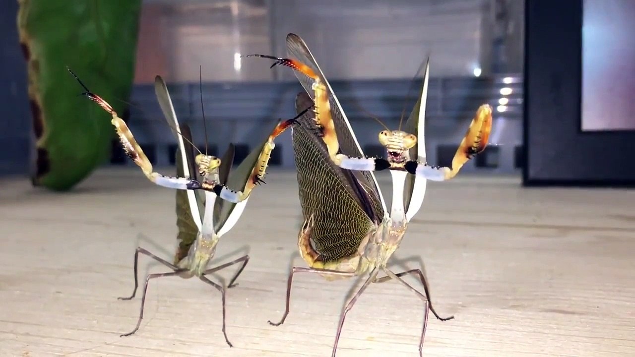 Ces mantes religieuses vous disent bonjour!!!