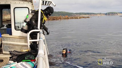 Getting Mobbed by Sea Lions (Episode 6) - wild_life with bertie gregory