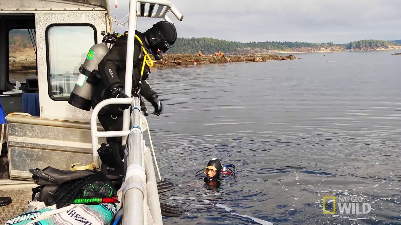 Getting Mobbed by Sea Lions (Episode 6) - wild_life with bertie gregory