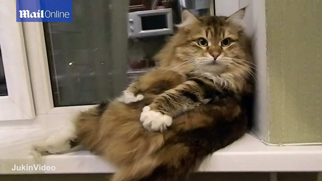 cat