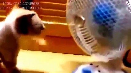 Dancing Cat Videos funny clips in the world