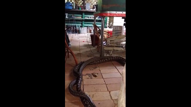 Australian man films two snakes battling it out in his kitch