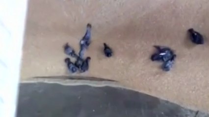 Des pigeons aspirés avec les graines dans une usine à pain en Russie