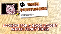 Looking for a good laugh? Watch funny dogs! - Funny dog compilation