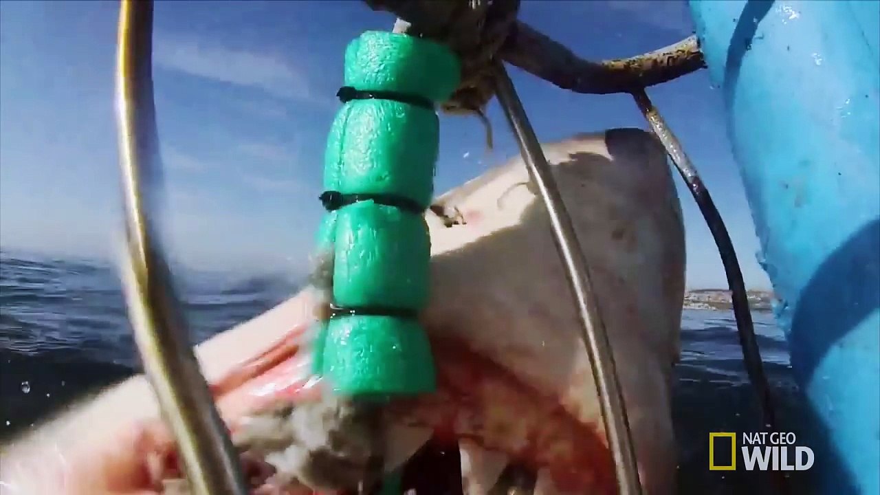 A Shark Showstopper - Animals Gone Wild