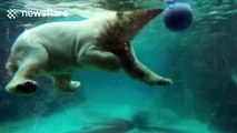 Polar bear shows amazing underwater agility playing with basketball