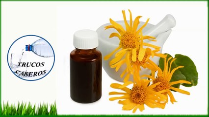 ¿Para qué podemos usar la Árnica montana?