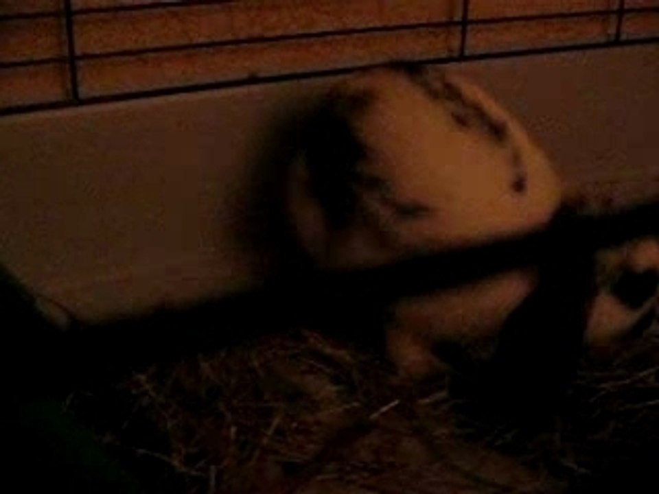 pepite mange