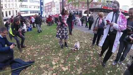 Small dog attacks 'zombie cat lady'