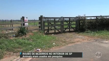Polícia investiga roubo de bezerros usados em pesquisa no interior de SP