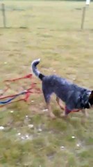 Lamia du Phoenix d'argent