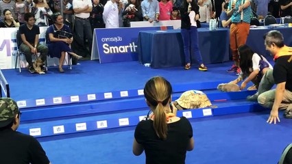 La tortue devance une nouvelle fois le lièvre