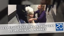 Des réfugiés syriens retrouvent leur chien un an après