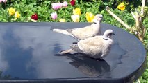 Pigeons taking a Bath - Duiven nemen een Bad