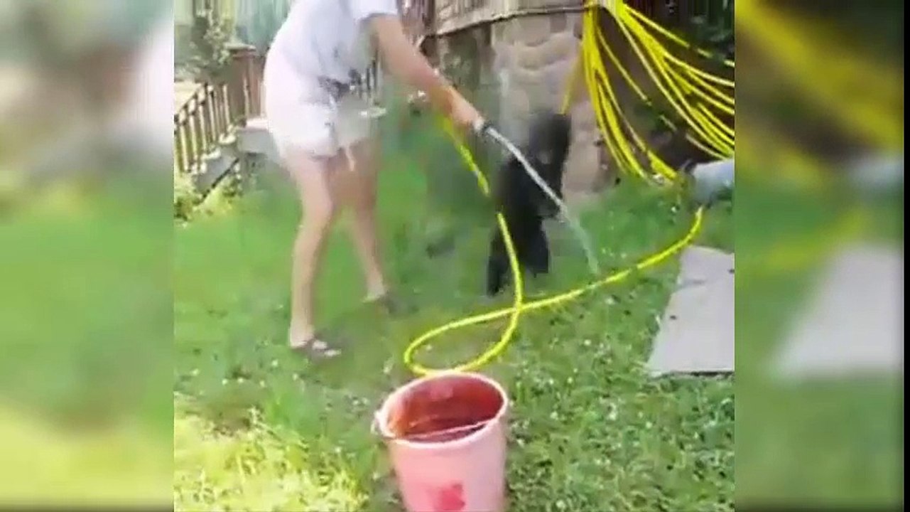 Bear Plays With A Hose