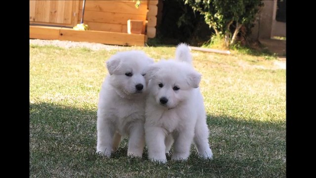 Les chiots BBS de la vallée des elfes blancs