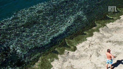 Les algues vertes sont-elles vraiment mortelles ?