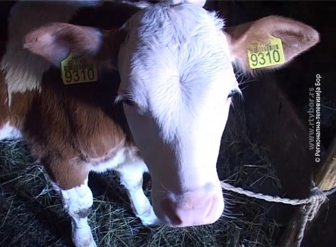 Vakcinacija teladi protiv nodularnog dermatitisa, 12. oktobar 2016. (RTV Bor)