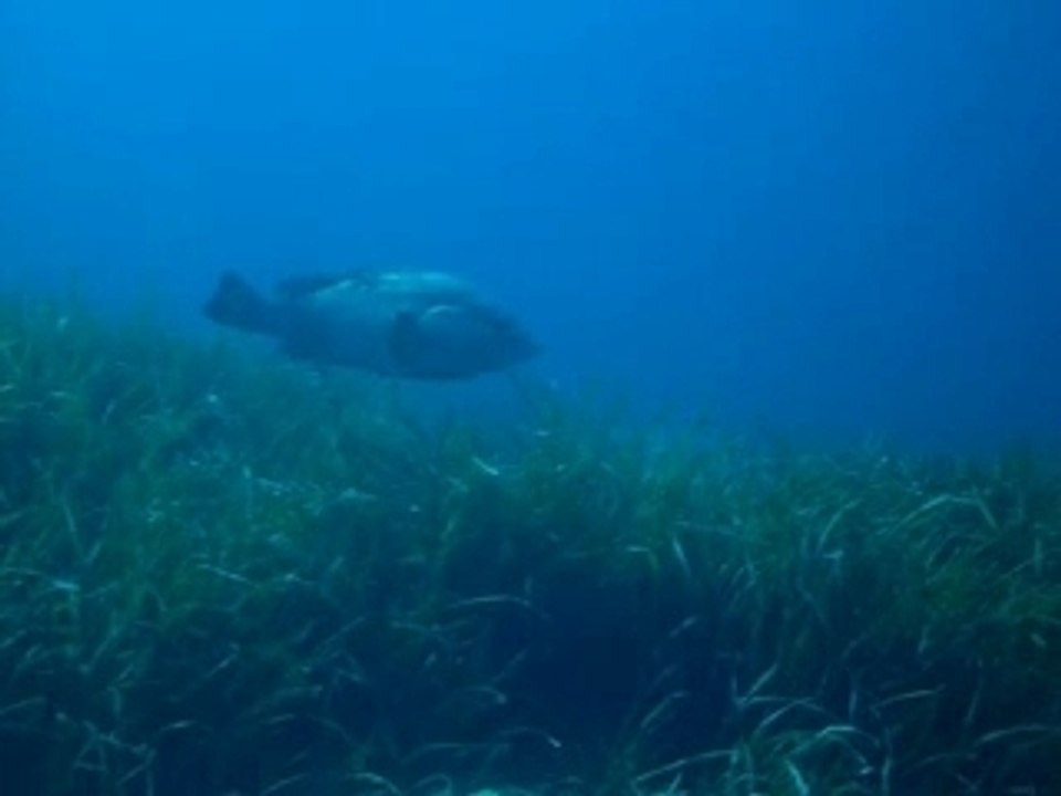 PLONGEE PORT CROS 07