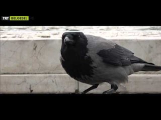 Sosyal Psikoloji - Fragman - TRT Belgesel