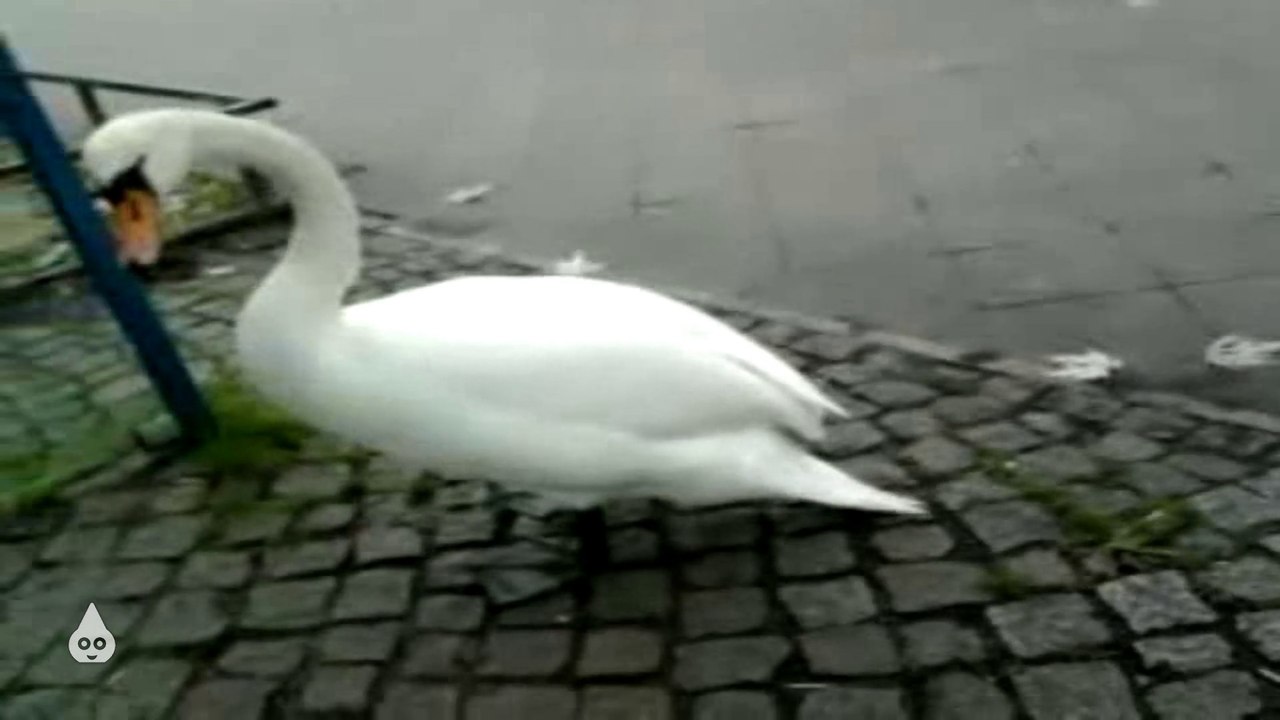 Ej aldah krass Schwäne annah Busse ej xDD krass lol