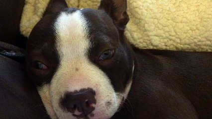 Boston terrier snoring
