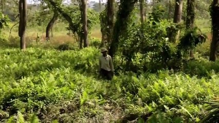 Plant a tree every day in the same area. That's what happens 37 years after