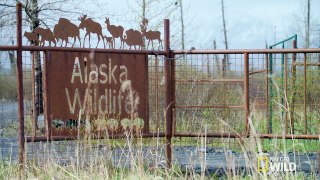 How to Recognize a Reindeer - Yukon Do It