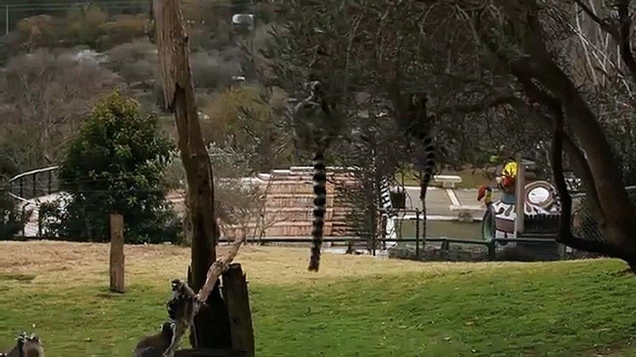 world of wildlife - Lemurs of Madagascar, Ring-Tailed Lemurs - Episode 3