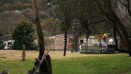 world of wildlife - Lemurs of Madagascar, Ring-Tailed Lemurs - Episode 3