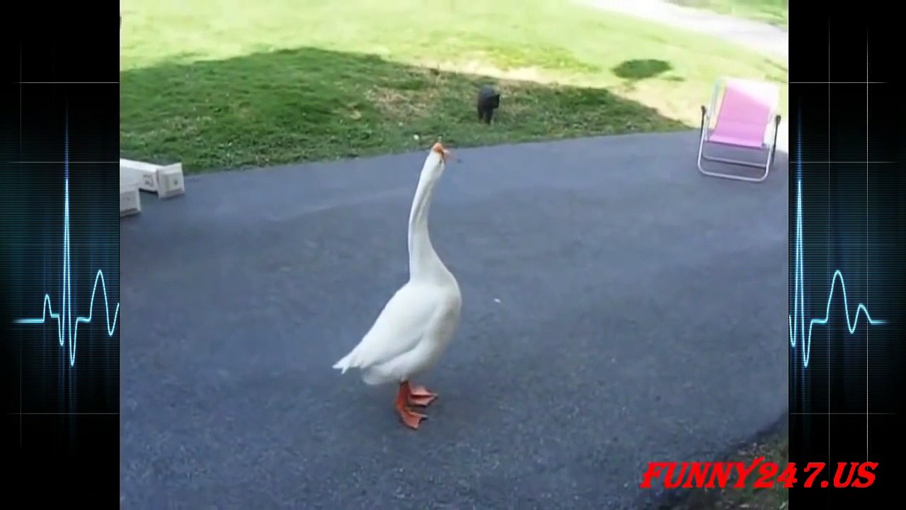 Cat Vs Goose Funny Animals Attack Clips