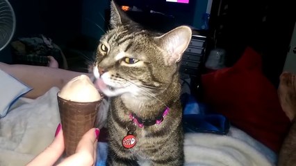 Cat gets brain freeze - funny cats getting brainfreeze compilation