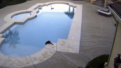 Funny Cat Pushes Brother into Pool