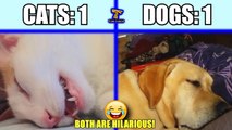 Cats vs. Dogs: Which animal is the funniest - Funny Comparison / Compilation PART 1